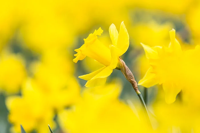 Gelbe Narzisse im Vordergrund